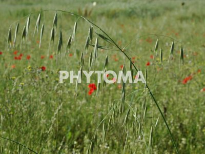 Avena sterilis spp